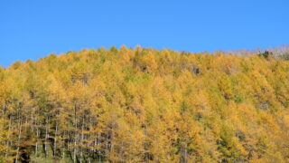 しらびそ高原_市道上村1号線_紅葉