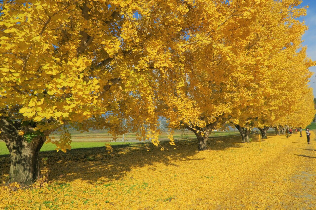 黄金色の絨毯「渡場イチョウ並木（中川村）」｜ぶらたび長野