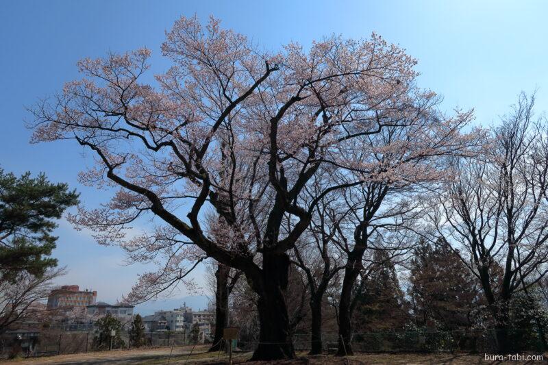 愛宕神社の千代蔵桜