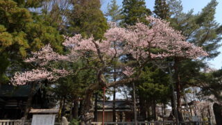 愛宕神社の清秀桜