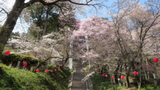 飯沼石段桜