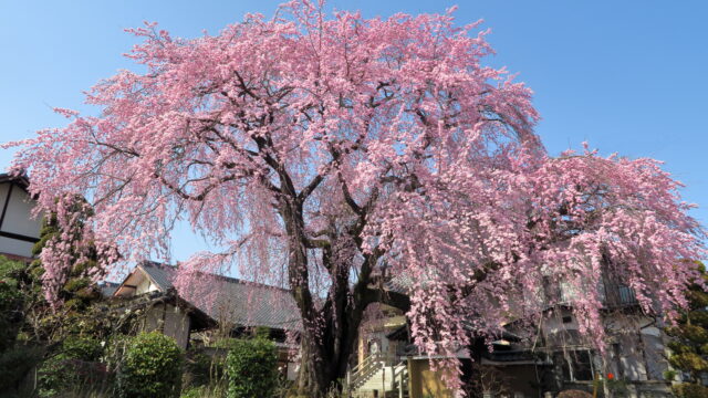 樹齢400年 黄梅院の紅しだれ桜 ぶらたび長野