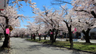 大宮通り桜並木