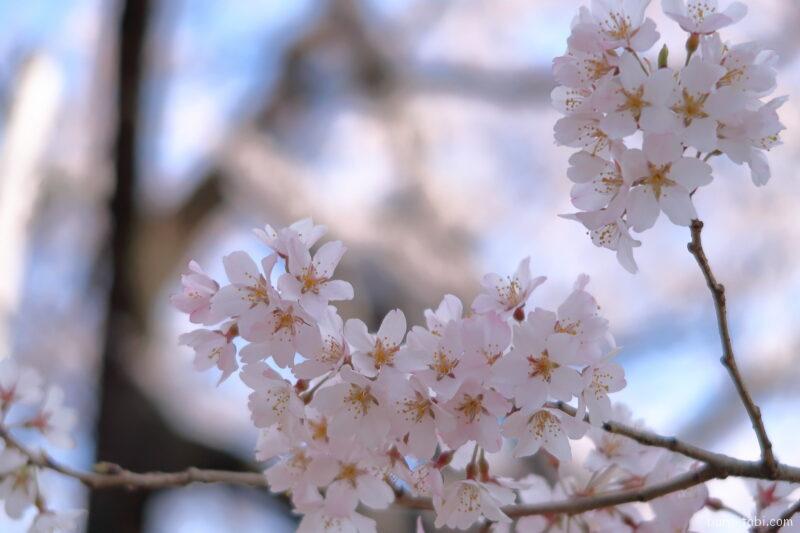 桜丸の夫婦桜