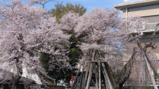 桜丸の夫婦桜