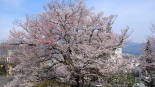 長姫のエドヒガン(安富桜)