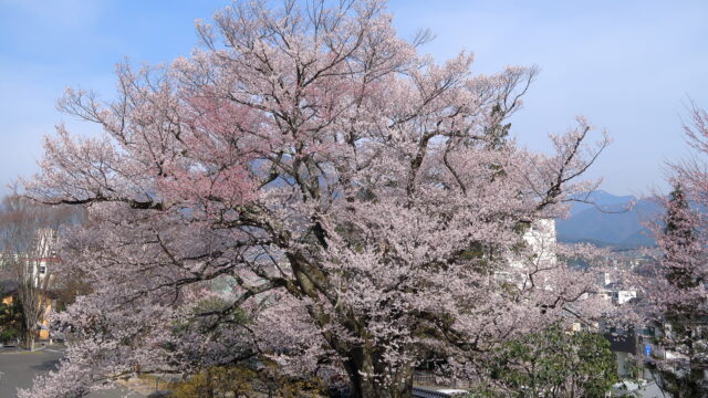 長姫のエドヒガン(安富桜)