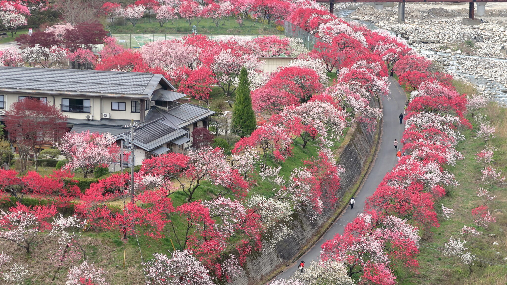 花桃5000本!日本一の桃源郷「花桃の里」|ぶらたび長野 花桃5000本!日本一の桃源郷「花桃の里」|ぶらたび長野