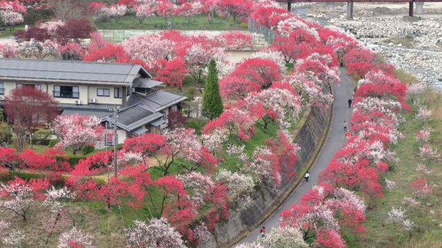 花桃の里