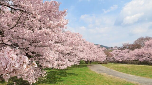 ほりでいパーク_桜