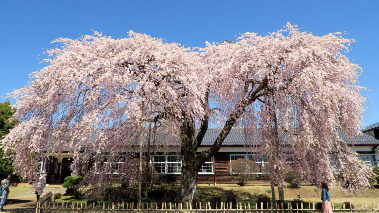木造校舎前に咲く「杵原学校の枝垂れ桜（飯田市）」｜ぶらたび長野