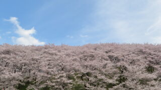 弘法山古墳_桜