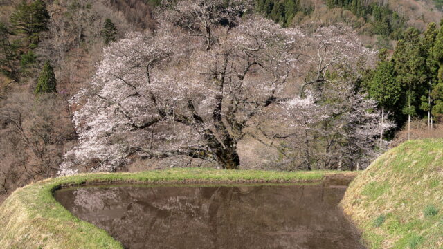 源義経が馬を繋いだ伝説 駒つなぎの桜 ぶらたび長野