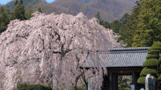 光前寺のしだれ桜