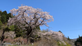 黒船桜