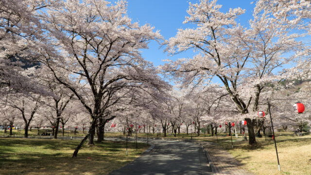 大西公園_桜