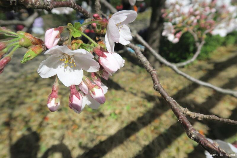 桜の開花目安_3分咲き