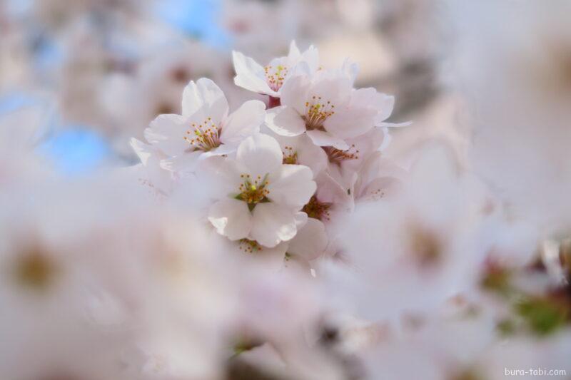 桜の開花目安_8分咲き（満開）
