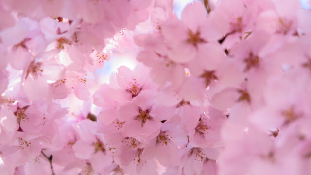 桜の開花目安
