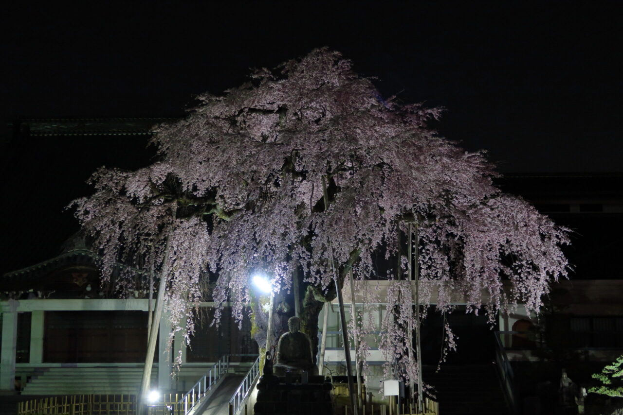 専照寺のシダレザクラ_ライトアップ