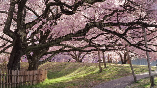 高遠城址公園_桜_園路