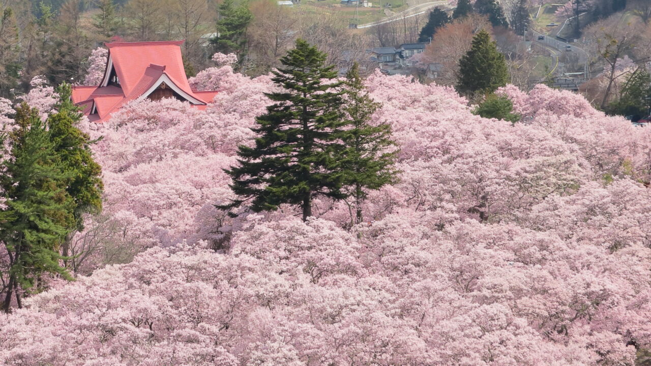 【おすすめ】桜の名所ランキング|長野県|ぶらたび長野 【おすすめ】桜の名所ランキング|長野県|ぶらたび長野