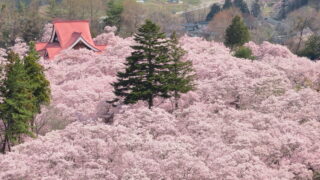 高遠城址公園_桜