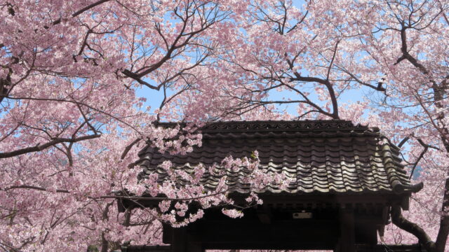 高遠城址公園_桜_問屋門