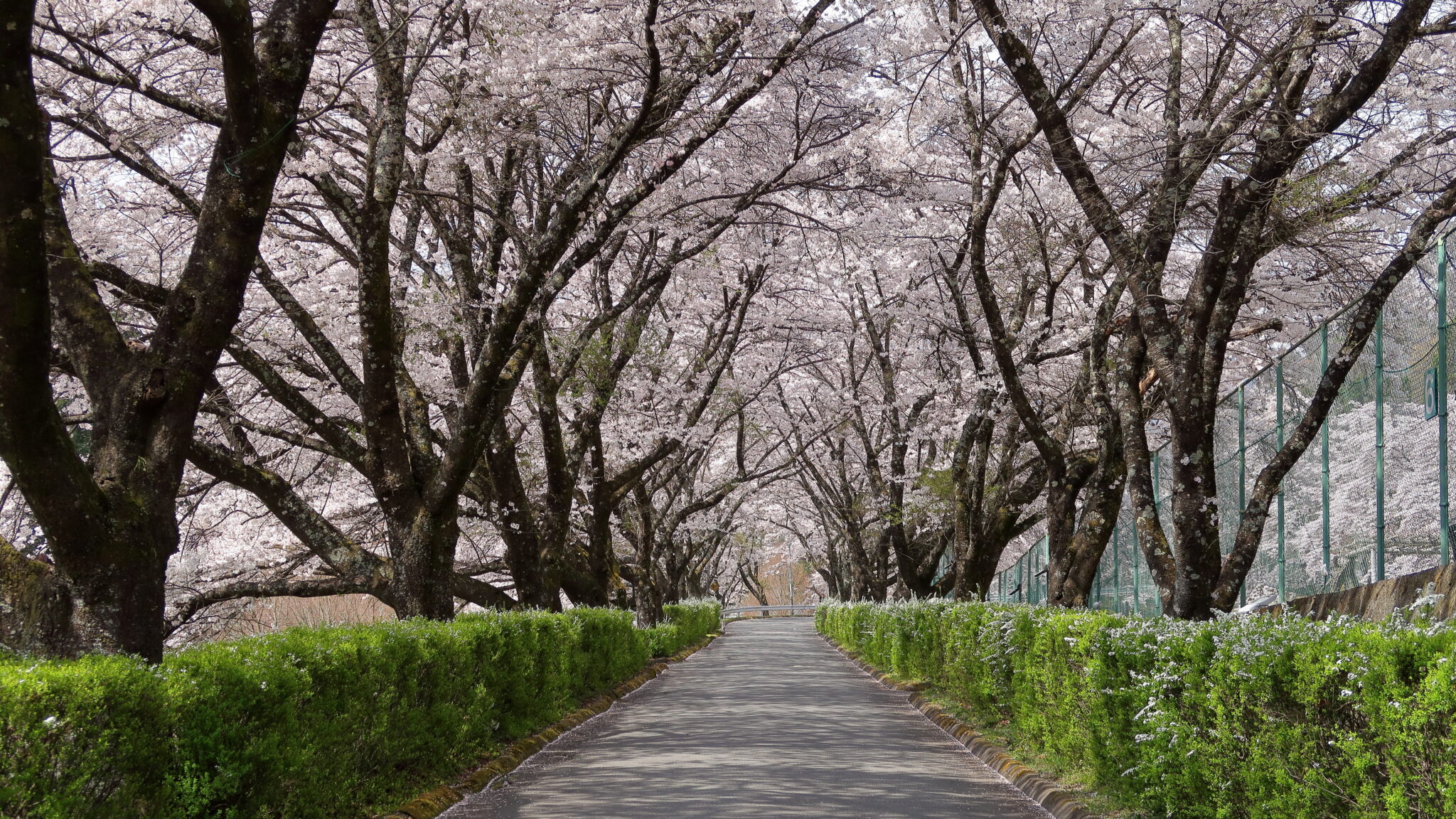 200mに渡って続く桜の回廊「与田切公園」
