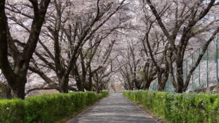 与田切公園_桜