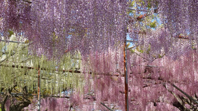 泉龍院_三色藤