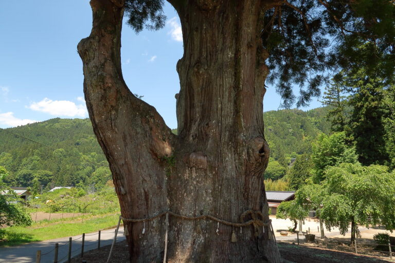 樹齢1800年!天然記念物「月瀬の大スギ」