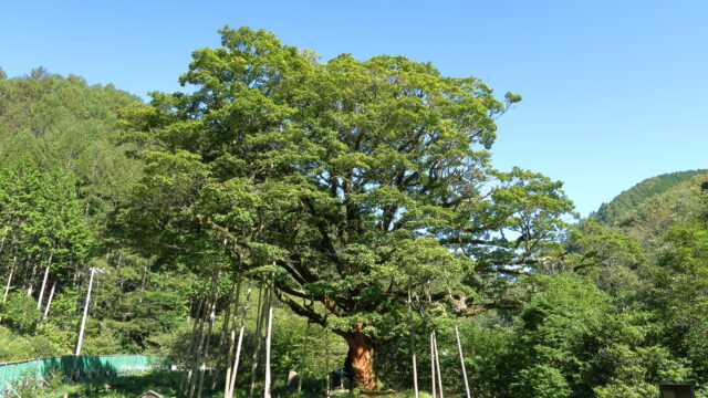 小黒川のミズナラ