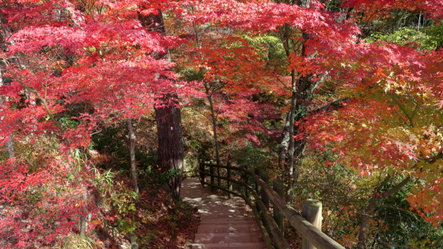 紅葉とは_天龍峡