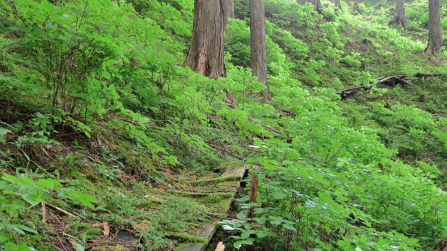 明皇山あじさいの里