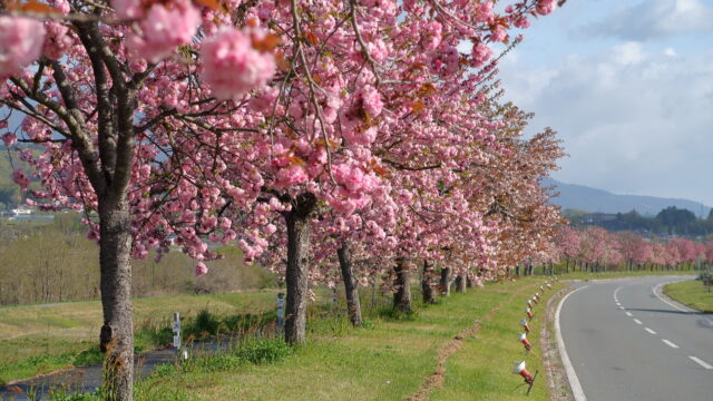 天龍峡八重桜街道
