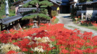 法運寺_彼岸花