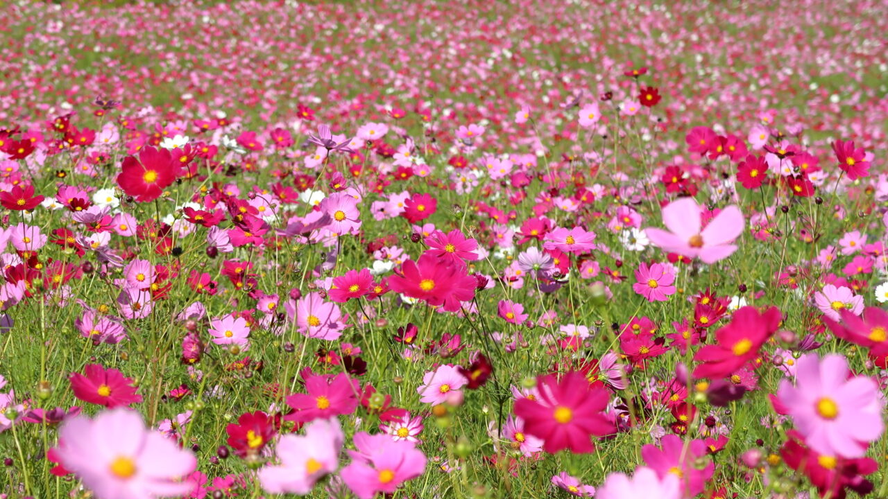 100万本の花が咲く コスモスガーデン ぶらたび長野