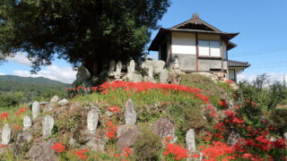 紅雲寺_彼岸花_観音堂