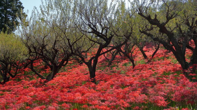 嶺岳寺_彼岸花