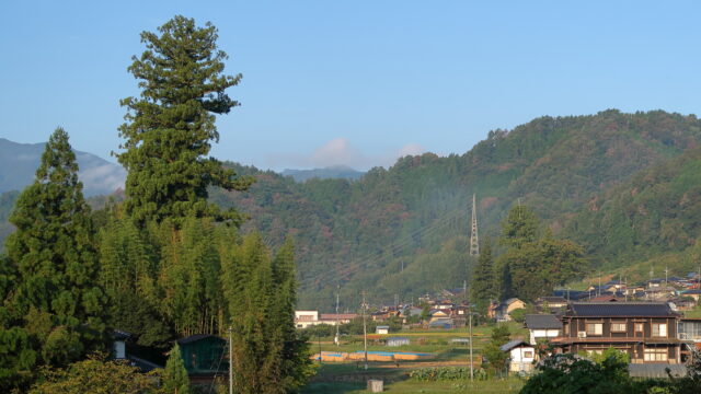 立石の雄スギ雌スギ