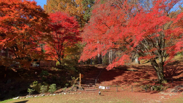 野底山森林公園_紅葉