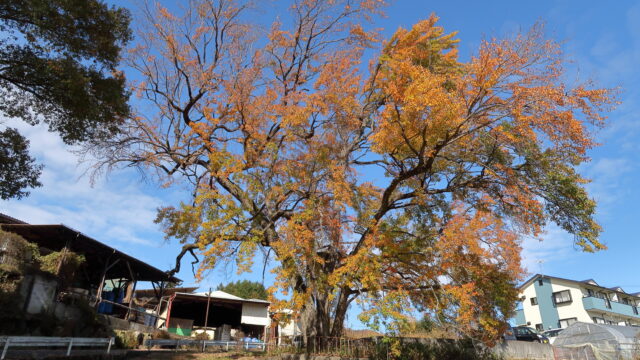 山本のハナノキ_紅葉