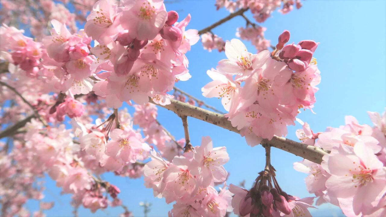 豆知識 桜の主な種類と特徴 ぶらたび長野