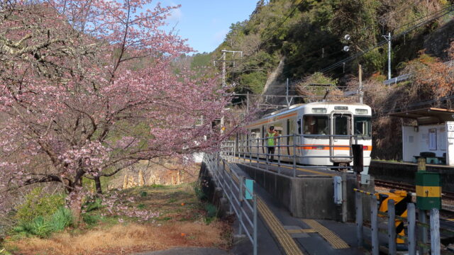 伊那小沢駅のカンザクラ