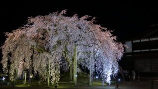 麻績の里_舞台桜_ライトアップ