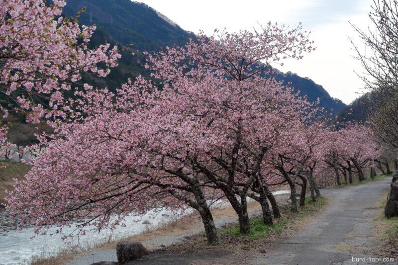 遠山の河津桜
