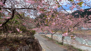 遠山の河津桜