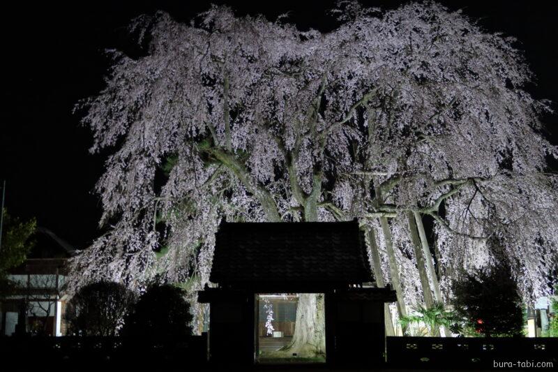 増泉寺の天蓋桜_ライトアップ