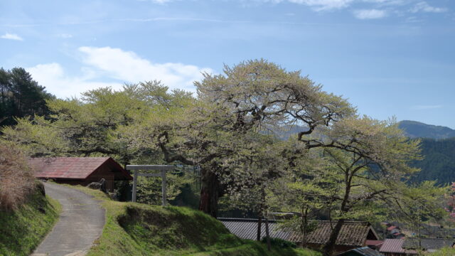 愛宕様の小彼岸桜